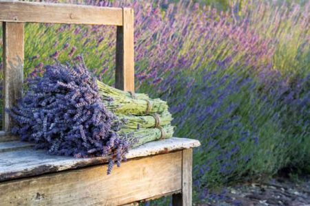 Lavender Farm Becomes Agritourism Stop Image